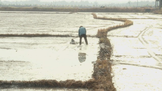 TP.HCM gieo sạ hơn 9.000 ha lúa vụ Mùa 2025, kỳ vọng bội thu - Ảnh 2.