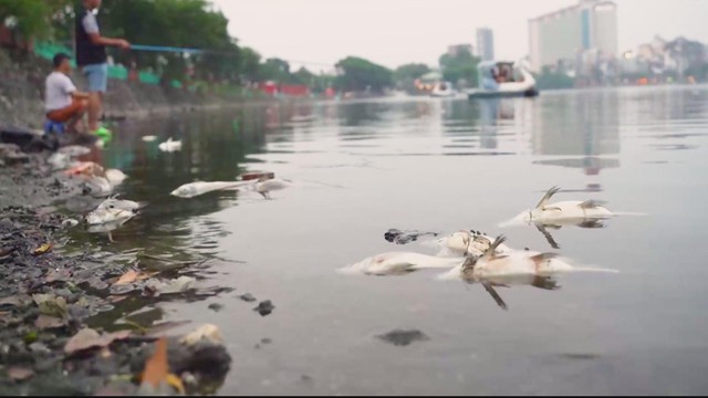 Hà Nội: Cá chết bất thường, nổi trắng ven hồ Trúc Bạch- Ảnh 1.