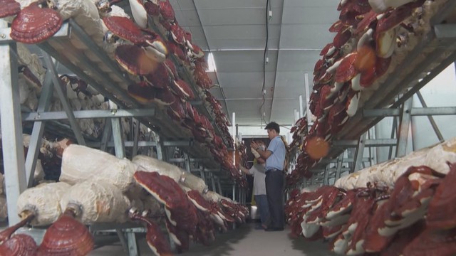 TP.HCM chính thức cho phép xây công trình phụ trợ trên đất nông nghiệp- Ảnh 4. TP.HCM chính thức cho phép xây công trình phụ trợ trên đất nông nghiệp- Ảnh 4.