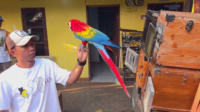 Người huấn luyện vẹt chuyên nghiệp là hiện tượng mạng ở Indonesia- Ảnh 1.