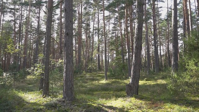 Vilnius nhận danh hiệu thủ đô xanh châu Âu 2025 - Ảnh 1.