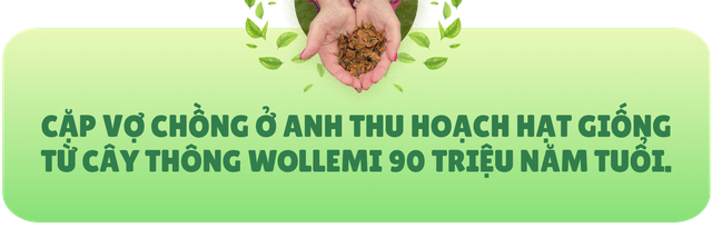 Cặp vợ chồng Anh thu hoạch hạt giống cây “thời khủng long” trị giá gần 150 triệu đồng - Ảnh 1.