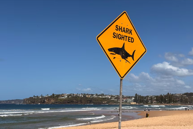 Australia: Cá mập tấn công chết người tại bãi biển Sydney - Ảnh 1.