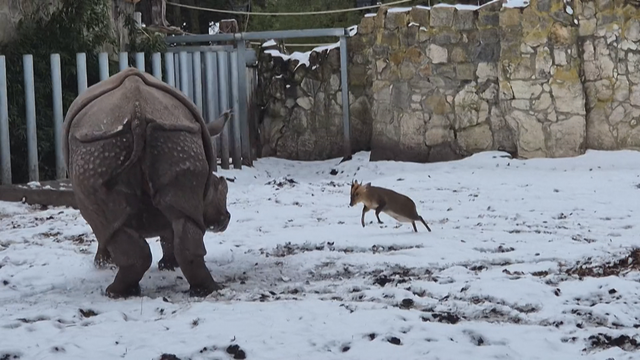 “Châu chấu đá voi” trong thực tế - Ảnh 1.
