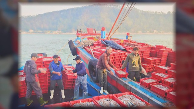 60 Giây ngày 11/1/2026 | Nghệ An: Ngư dân trúng đậm 16 tấn cá cơm - Ảnh 3.