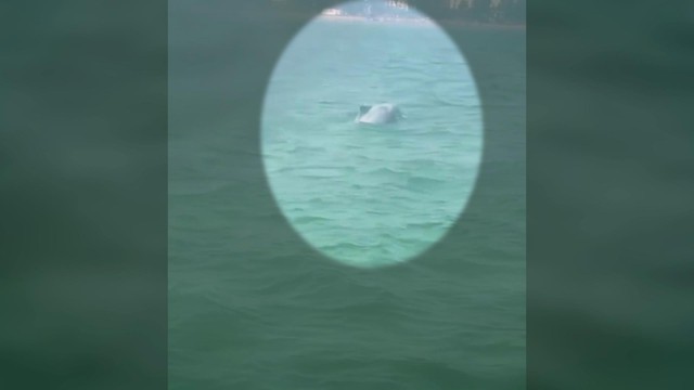 60 Giây ngày 12/1/2026 | TP. Hồ Chí Minh: Xử phạt tài xế không chấp hành đo nồng độ cồn - Ảnh 3.