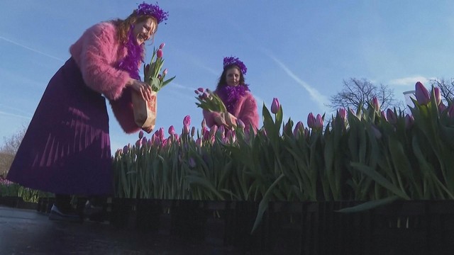 Hà Lan: Hoa tulip khoe sắc mang thông điệp năm mới 2026 - Ảnh 4.