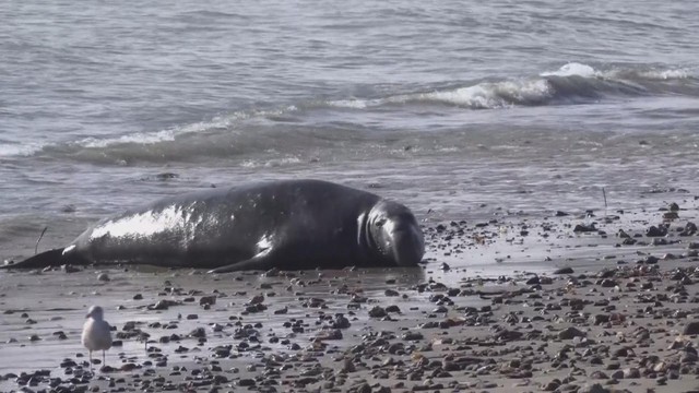 Câu chuyện bảo tồn thành công loài voi biển ở Mỹ - Ảnh 1.