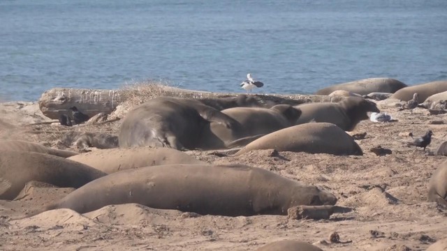 Câu chuyện bảo tồn thành công loài voi biển ở Mỹ - Ảnh 2.