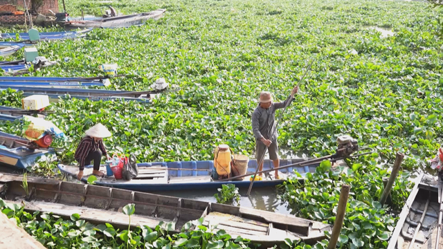 60 Giây ngày 20/1/2026 | Xuất khẩu cá ngừ phục hồi: Tận dụng "sóng lớn" từ thị trường châu Âu - Ảnh 1.