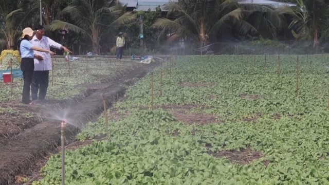 60 Giây ngày 25/1/2026 | Hoa nở sớm trước Tết: Nơi cứu hoa, nơi nhổ bỏ ruộng cúc- Ảnh 3. 60 Giây ngày 25/1/2026 | Hoa nở sớm trước Tết: Nơi cứu hoa, nơi nhổ bỏ ruộng cúc- Ảnh 3.