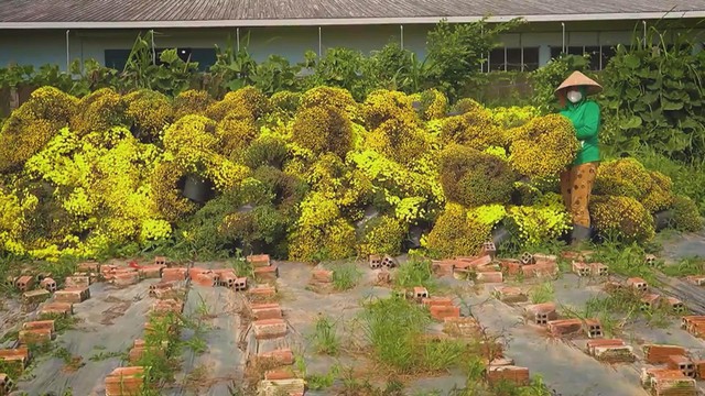 60 Giây ngày 25/1/2026 | Hoa nở sớm trước Tết: Nơi cứu hoa, nơi nhổ bỏ ruộng cúc- Ảnh 1. 60 Giây ngày 25/1/2026 | Hoa nở sớm trước Tết: Nơi cứu hoa, nơi nhổ bỏ ruộng cúc- Ảnh 1.