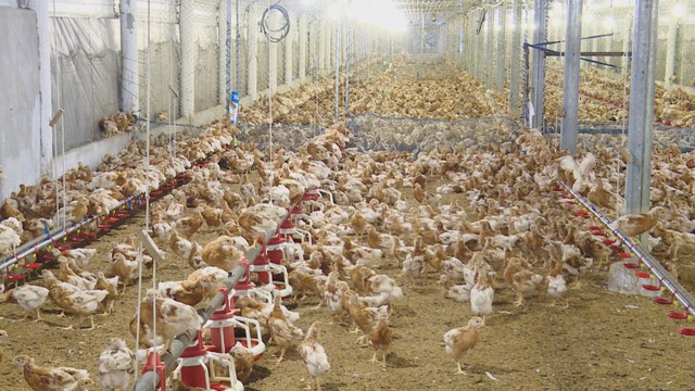 Vươn khơi - Ngày 26/1/2026 | Tuổi trẻ TP. Hồ Chí Minh đưa sống xanh, khởi nghiệp xanh vào xây dựng Nông thôn mới - Ảnh 2.