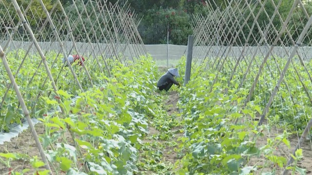 60 Giây ngày 27/1/2026 | Dự án mở rộng Quốc lộ 13 phía Bắc TP. Hồ Chí Minh: Nhiều đoạn đường đã hoàn thiện - Ảnh 3.