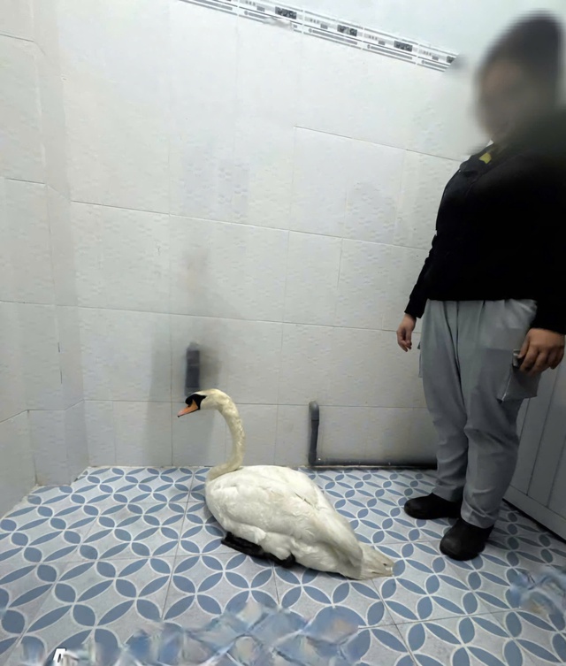 Công an phường Sài Gòn giải cứu thiên nga thành công - Ảnh 1.