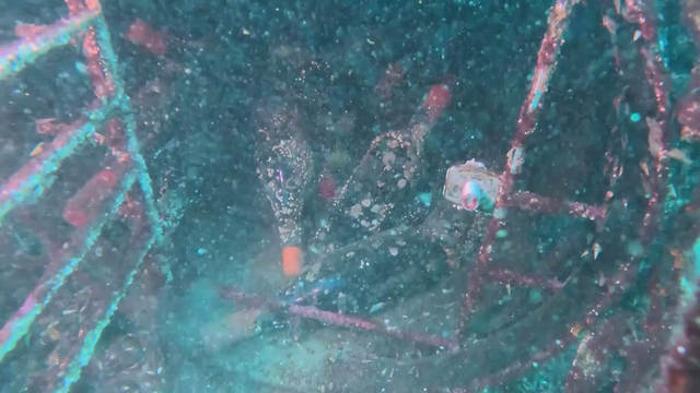 Chile: Đưa rượu vang xuống "ngủ đông" dưới đáy Thái Bình Dương để tìm hương vị lạ - Ảnh 1.