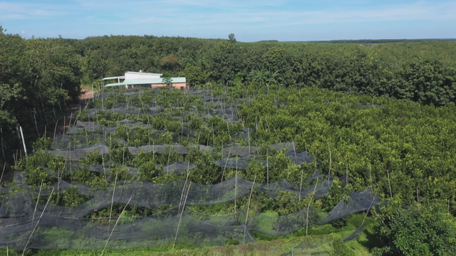 Vươn khơi - Ngày 29/1/2026 | Quy định mới về phân loại đô thị- Ảnh 2.