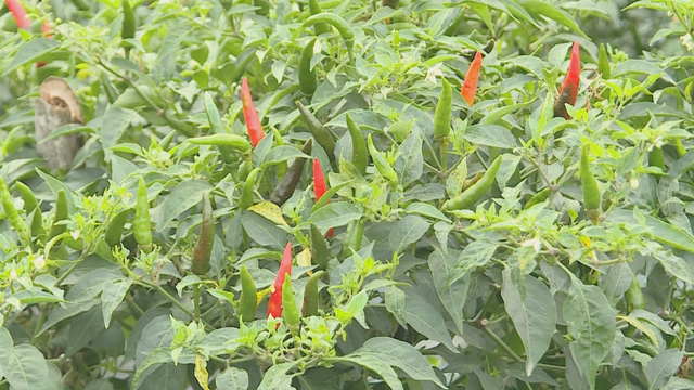 Vươn khơi - Ngày 29/1/2026 | Quy định mới về phân loại đô thị- Ảnh 3.