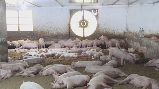 Ngành chăn nuôi ứng dụng công nghệ cao vào sản xuất - Ảnh 1.