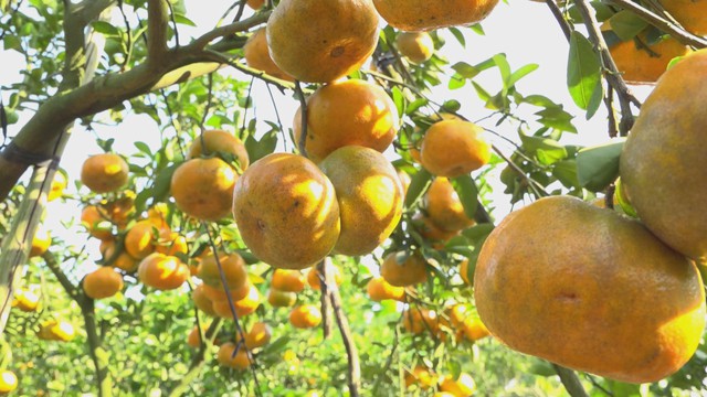 60 Giây ngày 4/1/2026 | TP. Hồ Chí Minh: Hơn 1.000 người đồng diễn nghệ thuật thư pháp - Ảnh 3.