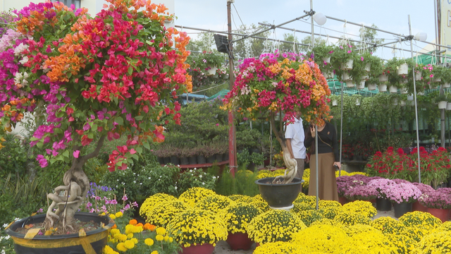 Thị trường hoa kiểng Tết 2026 sôi động từ sớm - Ảnh 1.