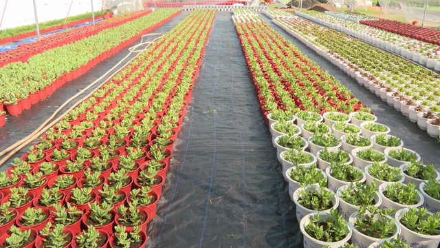 Thị trường hoa kiểng Tết 2026 sôi động từ sớm - Ảnh 2.