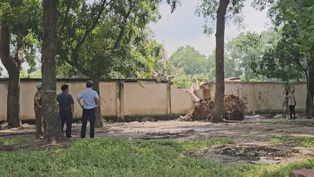 TP. Hồ Chí Minh: Cây xanh bật gốc đề sập tường nhà dân - Ảnh 1.