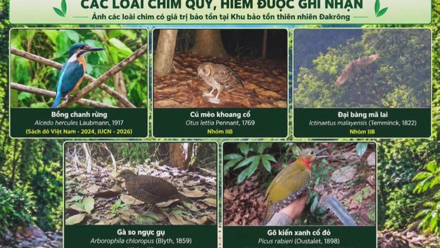 Ghi nhận thêm 35 loài chim mới tại Khu bảo tồn thiên nhiên Đakrông | 60 Giây Sáng ngày 22/10/2026 - Ảnh 1.