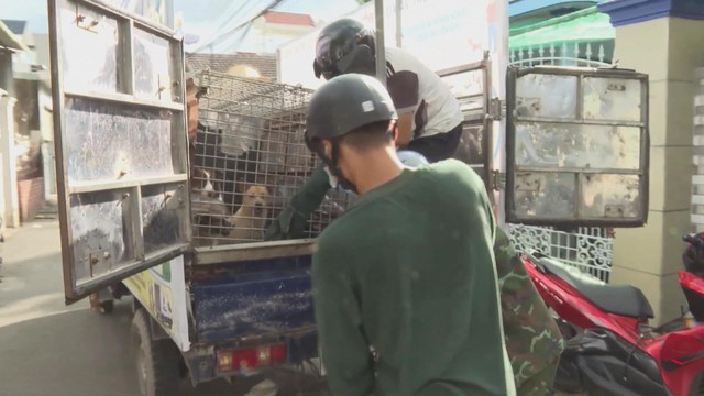 54 người tử vong do bệnh dại, cảnh báo chủ quan sau khi bị chó cắn- Ảnh 3.
