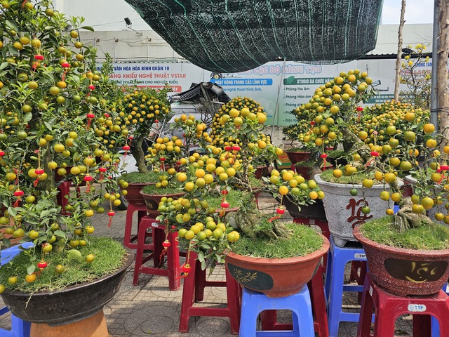 TP. Hồ Chí Minh: Tiểu thương sẵn sàng nguồn hoa phục vụ người dân dịp Tết - Ảnh 1.