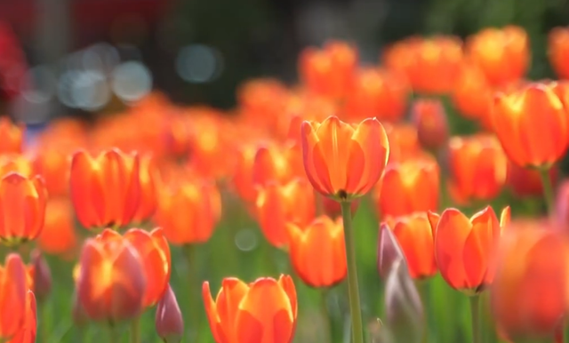 Tín hiệu vui đầu năm: Ngành du lịch đón 2,5 triệu khách quốc tế trong một tháng - Ảnh 2.