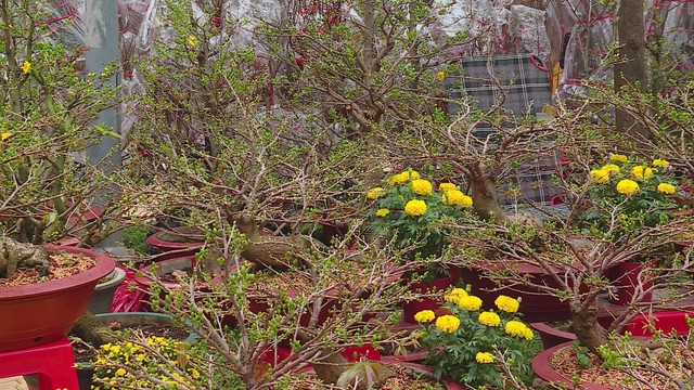 Thời sự HTV ngày 13/2/2026 | Sắc xuân trên TP. Hồ Chí Minh - Ảnh 2.