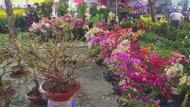 Thời sự HTV ngày 13/2/2026 | Sắc xuân trên TP. Hồ Chí Minh - Ảnh 1.