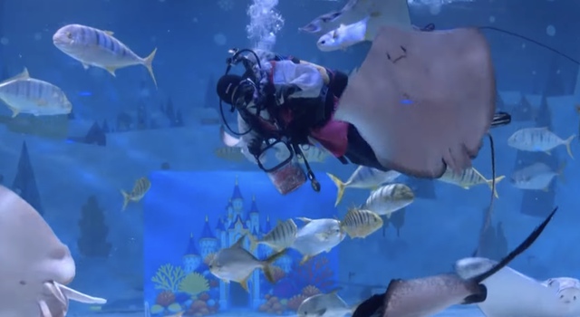 Thợ lặn Hàn Quốc chào đón Tết Nguyên đán dưới nước - Ảnh 3.