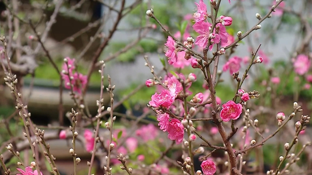 Chợ hoa Hàng Lược: Phiên chợ hơn 100 năm tuổi giữa lòng phố cổ- Ảnh 10.