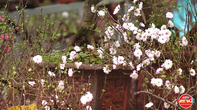 Chợ hoa Hàng Lược: Phiên chợ hơn 100 năm tuổi giữa lòng phố cổ- Ảnh 2.