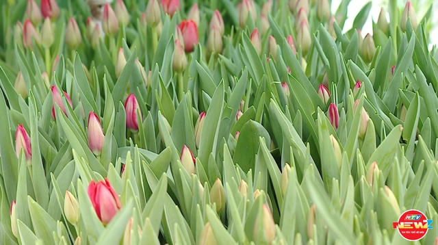 Chợ hoa Hàng Lược: Phiên chợ hơn 100 năm tuổi giữa lòng phố cổ- Ảnh 5.