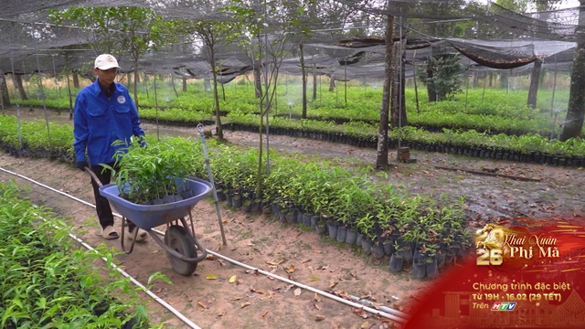 Cây dó bầu mở hướng làm giàu bền vững tại xã Trừ Văn Thố - Ảnh 4.