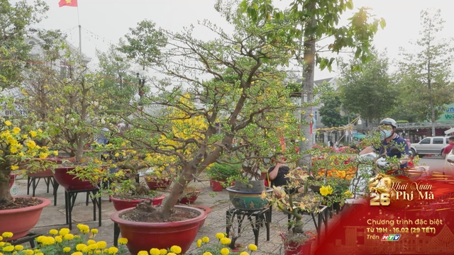 Rực rỡ chợ hoa Xuân Bính Ngọ tại Thủ Dầu Một - Ảnh 5.