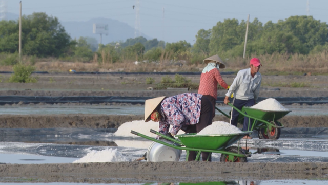 Thời sự HTV ngày 18/2/2026 | TP. Hồ Chí Minh: Nông dân xuống đồng đầu năm - Ảnh 1.