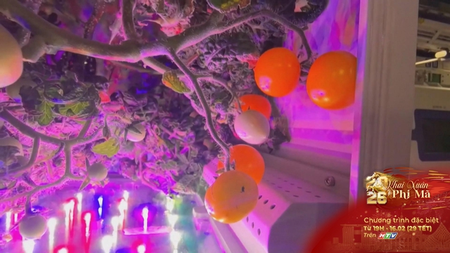 Vụ mùa cà chua bội thu trên Trạm vũ trụ Thiên Cung- Ảnh 2.