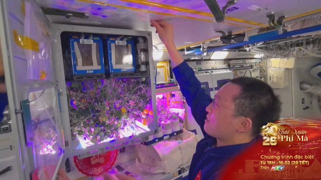 Vụ mùa cà chua bội thu trên Trạm vũ trụ Thiên Cung- Ảnh 3.