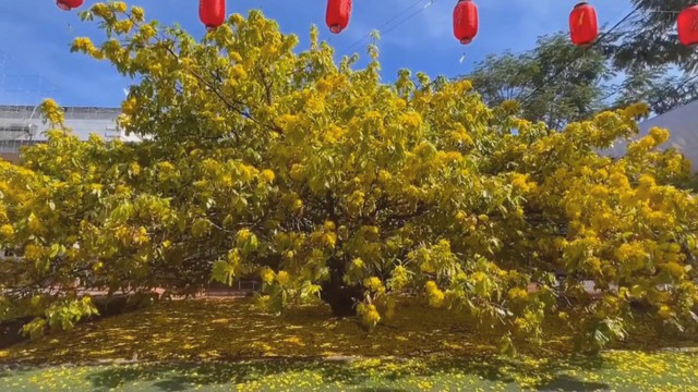 60 Giây ngày 19/2/2026 | Đông đảo du khách chiêm bái tượng Phật Quan Âm cao nhất Đông Nam Á- Ảnh 4. 60 Giây ngày 19/2/2026 | Đông đảo du khách chiêm bái tượng Phật Quan Âm cao nhất Đông Nam Á- Ảnh 4.