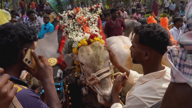 Độc đáo lễ hội thả bò tại Ấn Độ - Ảnh 4.