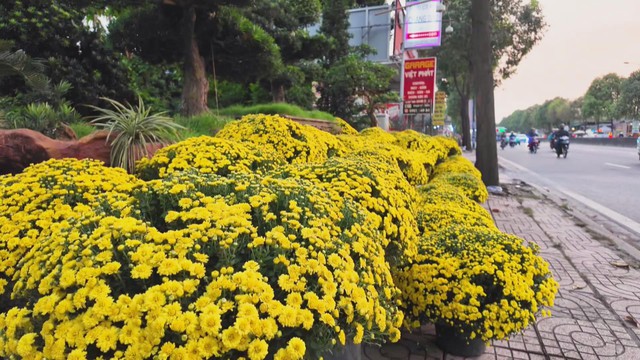 60 Giây ngày 2/2/2026 | TP. Hồ Chí Minh: Cúc mâm xôi giá rẻ phủ vàng nhiều tuyến đường - Ảnh 1.