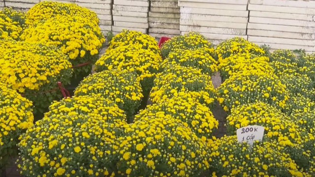 60 Giây ngày 2/2/2026 | TP. Hồ Chí Minh: Cúc mâm xôi giá rẻ phủ vàng nhiều tuyến đường - Ảnh 2.
