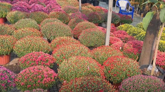 60 Giây ngày 2/2/2026 | TP. Hồ Chí Minh: Cúc mâm xôi giá rẻ phủ vàng nhiều tuyến đường - Ảnh 3.