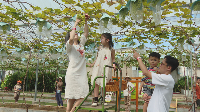 Du lịch nông nghiệp: Xu hướng tìm về giá trị xanh dịp Tết Bính Ngọ 2026- Ảnh 1.