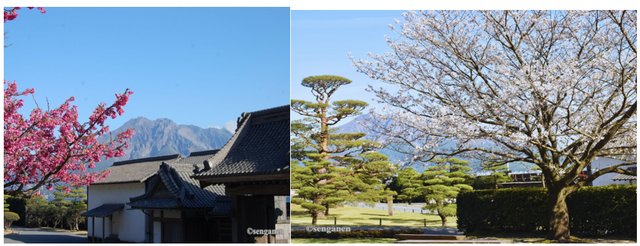 Mùa Xuân gõ cửa: Ngắm hoa anh đào khoe sắc tại Kyoshu Nhật Bản  - Ảnh 5.