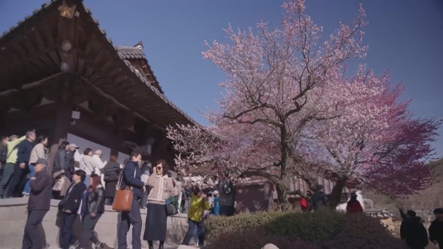 Chiêm ngưỡng sắc hoa mơ đỏ 350 năm tuổi tại thành phố Yangsan, Hàn Quốc - Ảnh 1.